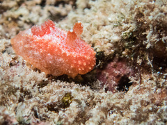 Paliolla cooki