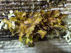 Tuckermanopsis chlorophylla