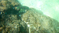 Thalassoma lucasanum