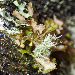 Tuckermanopsis chlorophylla