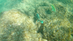 Thalassoma lucasanum