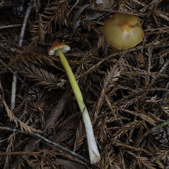 Hygrocybe singeri