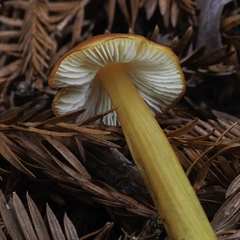 Hygrocybe singeri
