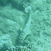 Halichoeres dispilus