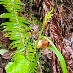 Anthoxanthum occidentale