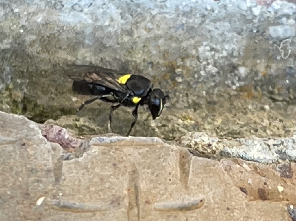 Cloudy Masked Bee from Upper Sweetwater Creek Reserve, Frankston South ...