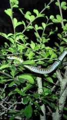 Fowlea flavipunctata