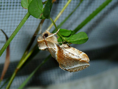 Habrosyne pyritoides