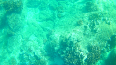 Halichoeres dispilus