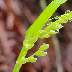 Anthoxanthum occidentale