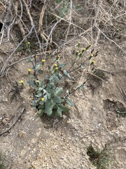 Senecio mohavensis