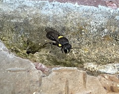 Hylaeus nubilosus