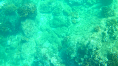 Halichoeres dispilus