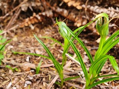 Pterostylis irsoniana