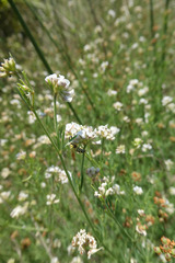 Lotus herbaceus gracilis