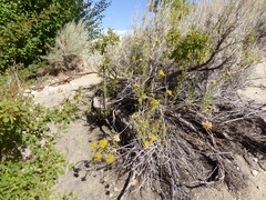 Chrysothamnus viscidiflorus viscidiflorus