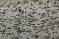 Tinamotis pentlandii