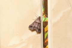 Heterogramma circumflexalis