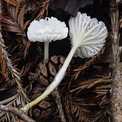 Marasmius calhouniae