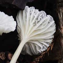 Marasmius calhouniae