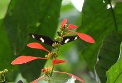 Heliconius doris