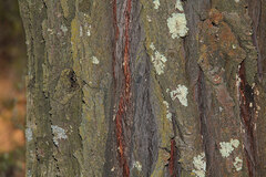 Callitris endlicheri