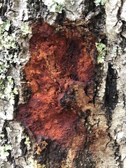 Phytophthora ramorum