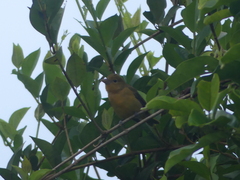 Piranga rubra