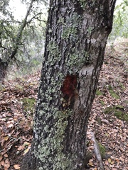 Phytophthora ramorum