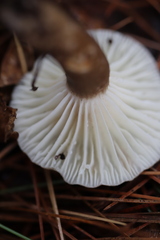Lactifluus gerardii