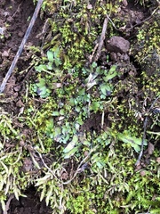 Targionia hypophylla