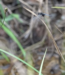Erythrodiplax unimaculata