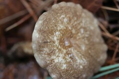 Lactifluus gerardii