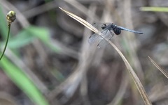 Erythrodiplax unimaculata