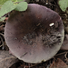 Russula queletii