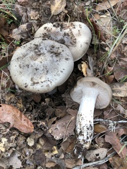 Entoloma ferruginans