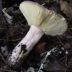Russula queletii