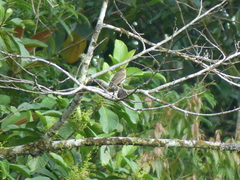 Turdus ignobilis