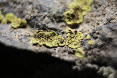 Acarospora rhabarbarina