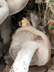 Entoloma ferruginans