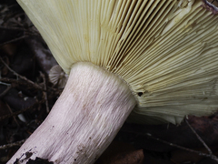 Russula queletii
