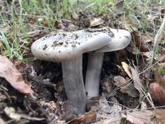 Entoloma ferruginans