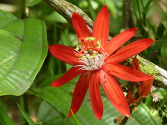 Passiflora vitifolia