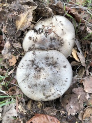 Entoloma ferruginans