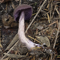 Laccaria amethysteo-occidentalis