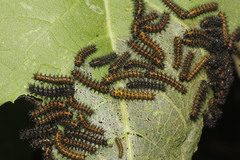 Chlosyne lacinia crocale