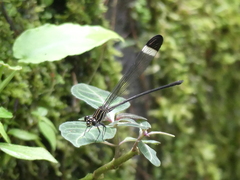Polythore derivata