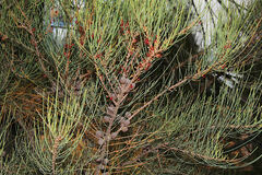 Allocasuarina gymnanthera