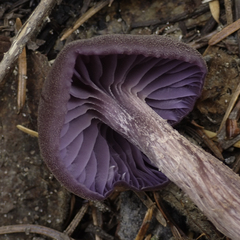 Laccaria amethysteo-occidentalis