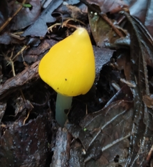 Hygrocybe